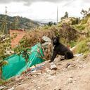 En la zona de invasión del barrio San Cristobal, 25 perros quedaron desamparados por que su dueño, José Hernando Peralta, falleció dentro de su lote y los dejó a la deriva. Foto: Karen Salamanca / SEMANA