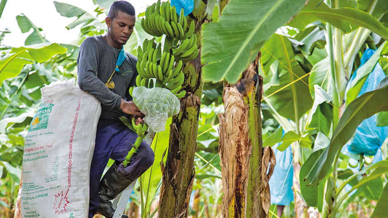 El valor de la producción de banano se acerca a los US$1.200 millones.