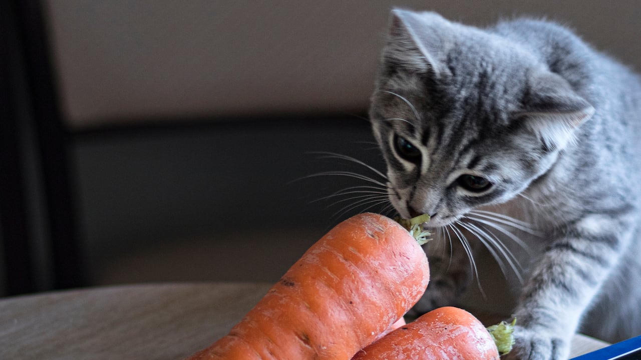 Los gatos pueden comer algunas verduras, aunque no en exceso.