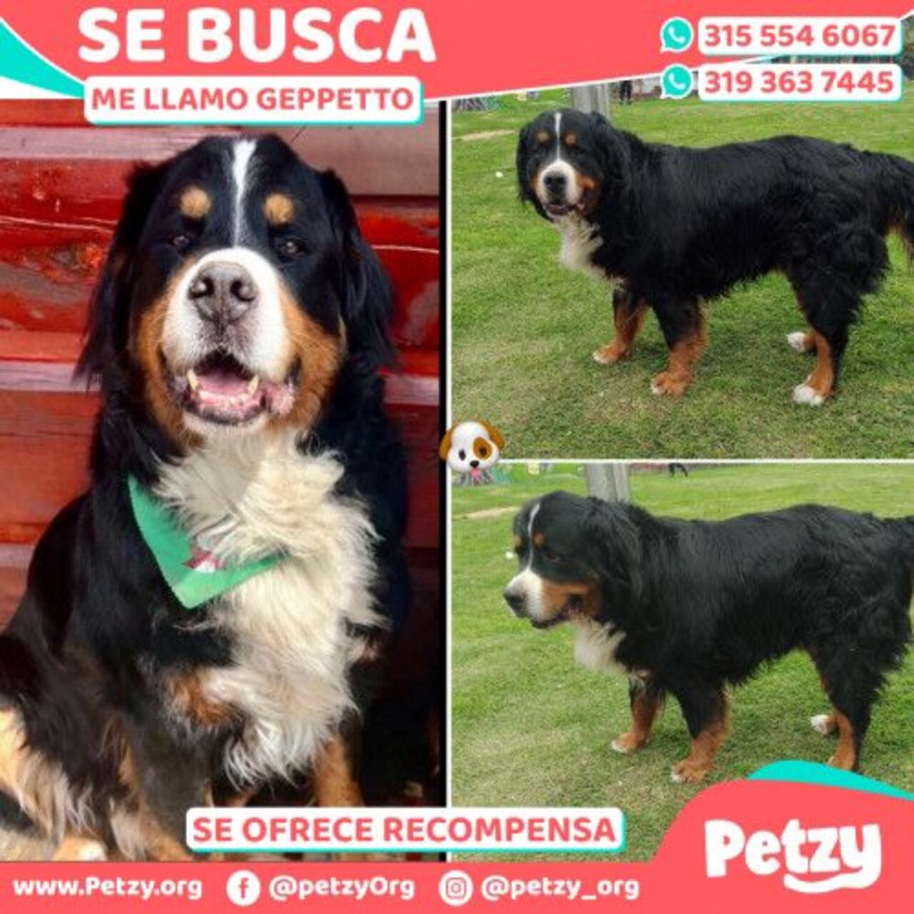 Gepetto es buscado por César y Luisa sus dueños