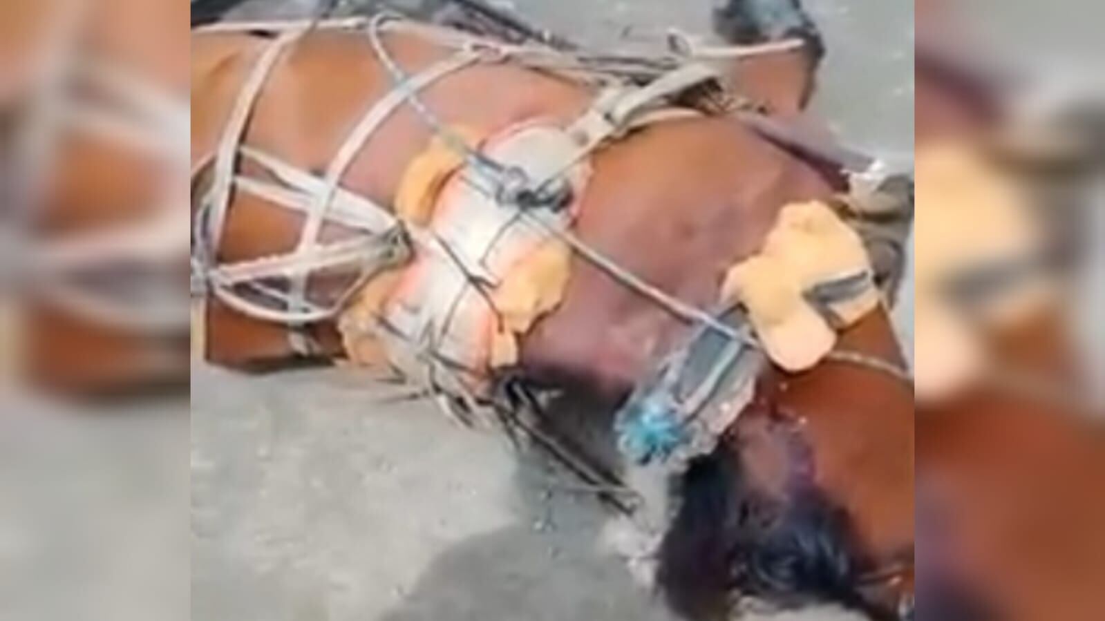 La situación se presentó en una plantación de caña