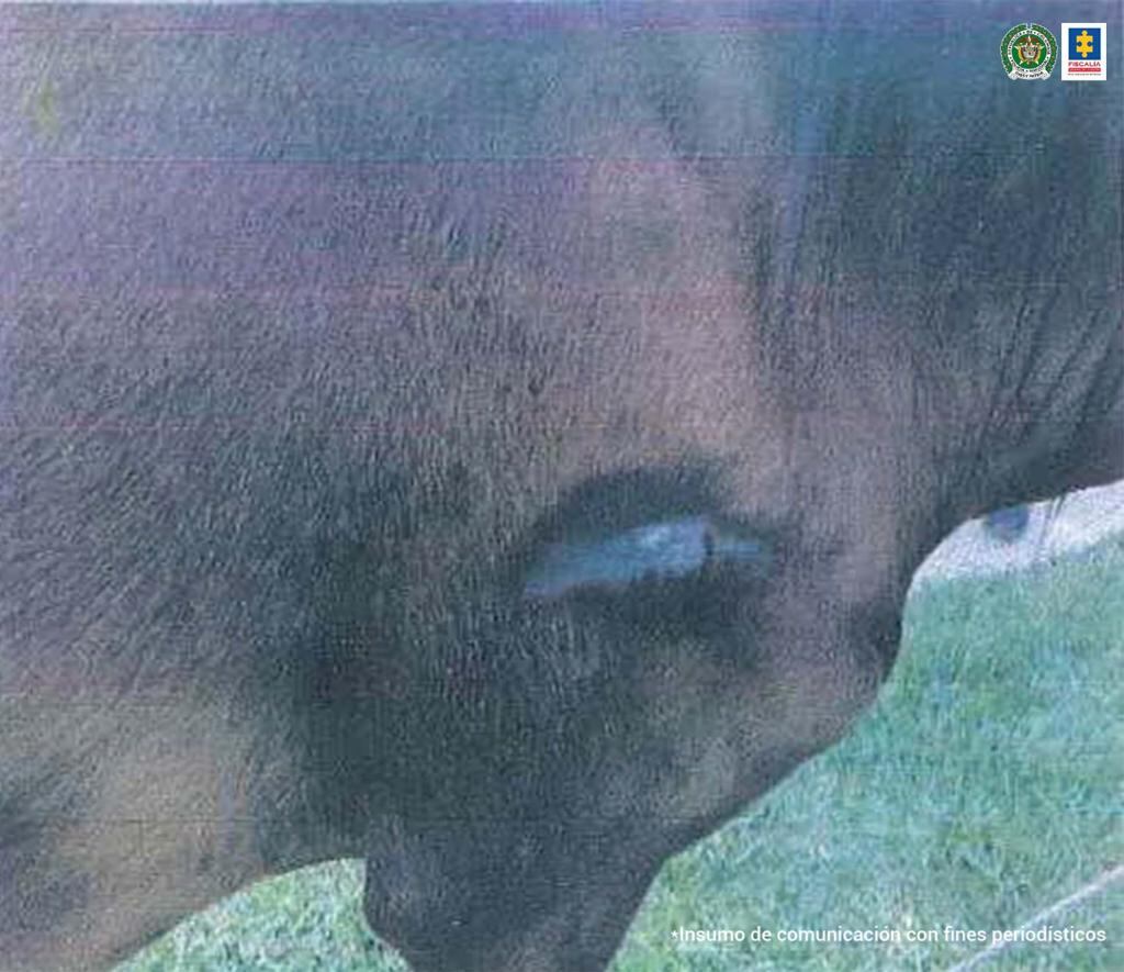 Dos hombres fueron imputados por la Fiscalía señalados de maltratar caballos usados en carretas y vehículos de tracción.