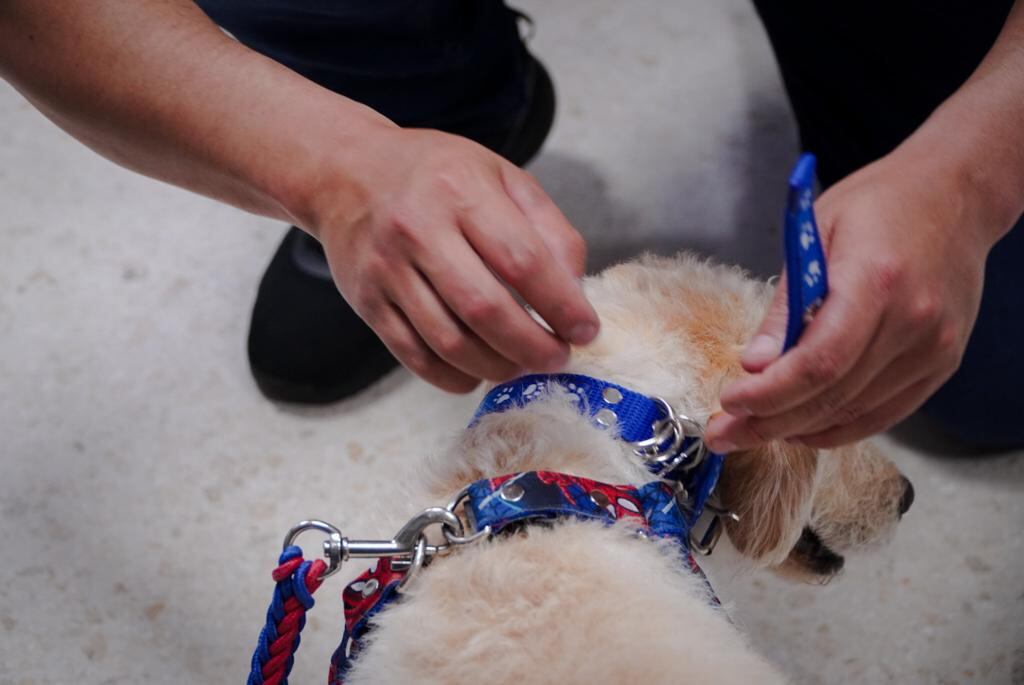 Imágenes de la audiencia de conciliación para devolver a Justin.