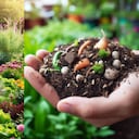 El abono casero puede potenciar el crecimiento de las plantas.