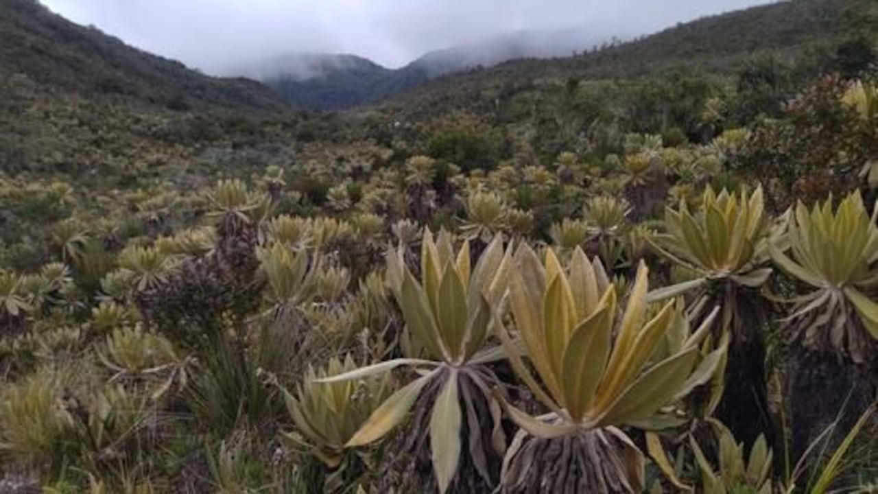 Parque Natural Regional Páramo del Duende