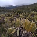 Actualmente, el Valle del Cauca es el departamento con mayor número de áreas protegidas.