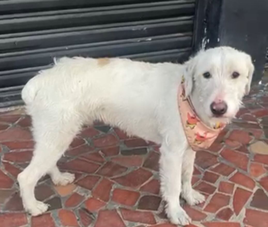 Homero, perro perdido