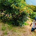 Foto de referencia sobre un campesino en su jornada laboral en Medellín