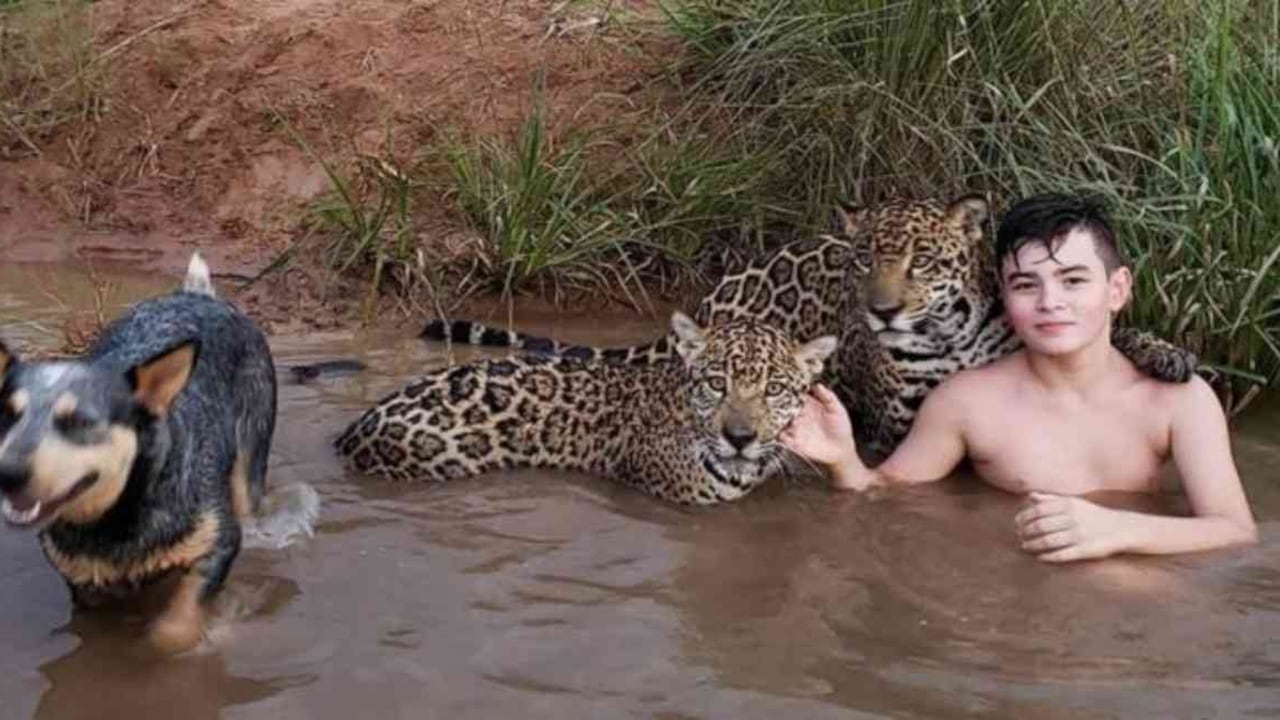 Esta es la foto de Tiago con dos jaguares. Uno de estos parece que lo estuviera abrazando. Foto cortesía: Familia Silveira vía BBC.