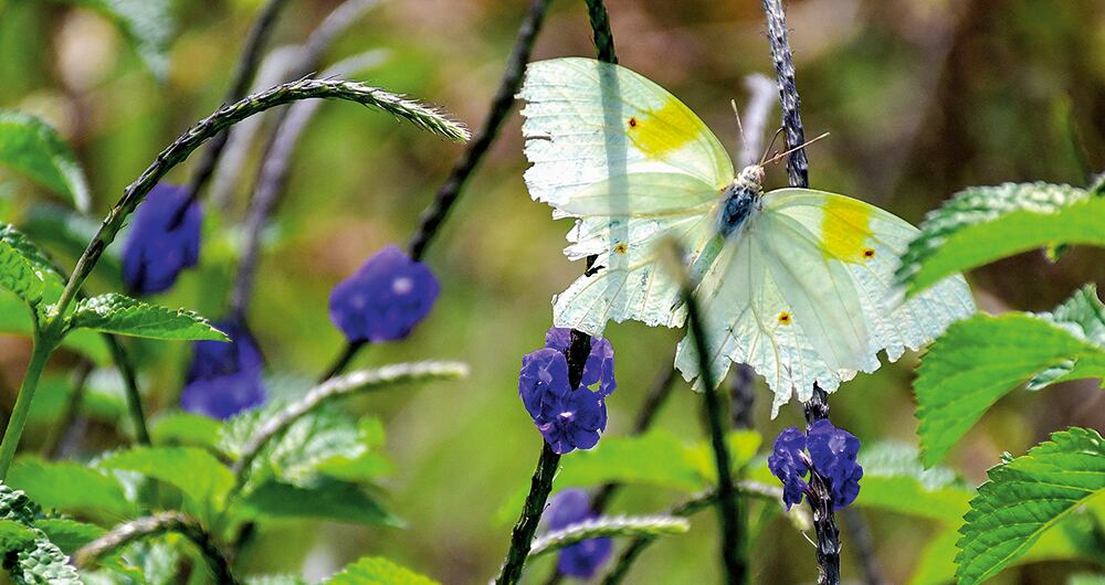Se busca que Cali sea la capital de la discusión ambiental. 
