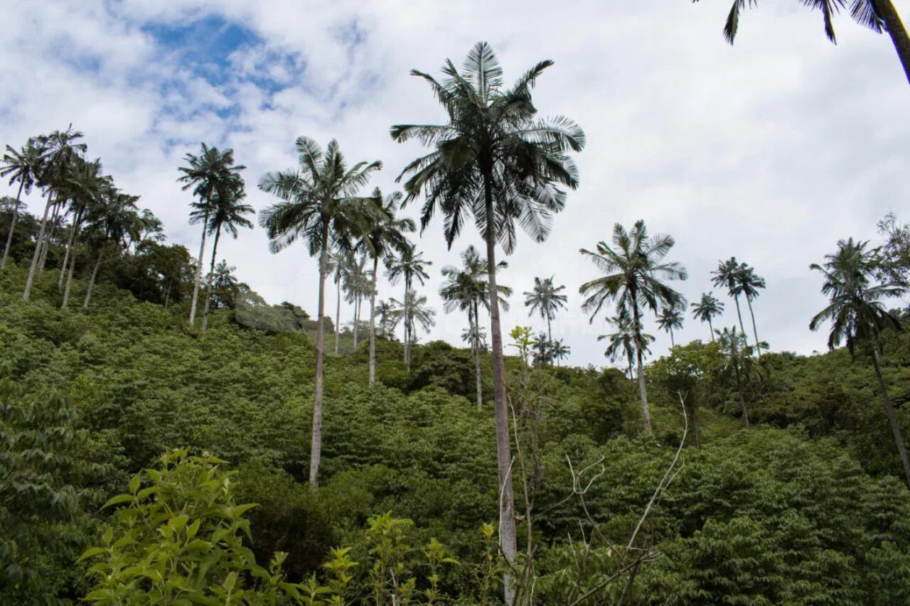 Palmas de Cera, Chaguaní