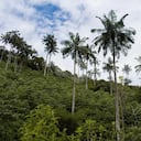 Palmas de Cera, Chaguaní