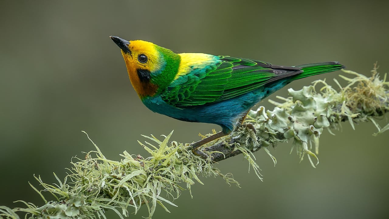 Aves de Colombia: cuatro especies clave para entender la naturaleza
