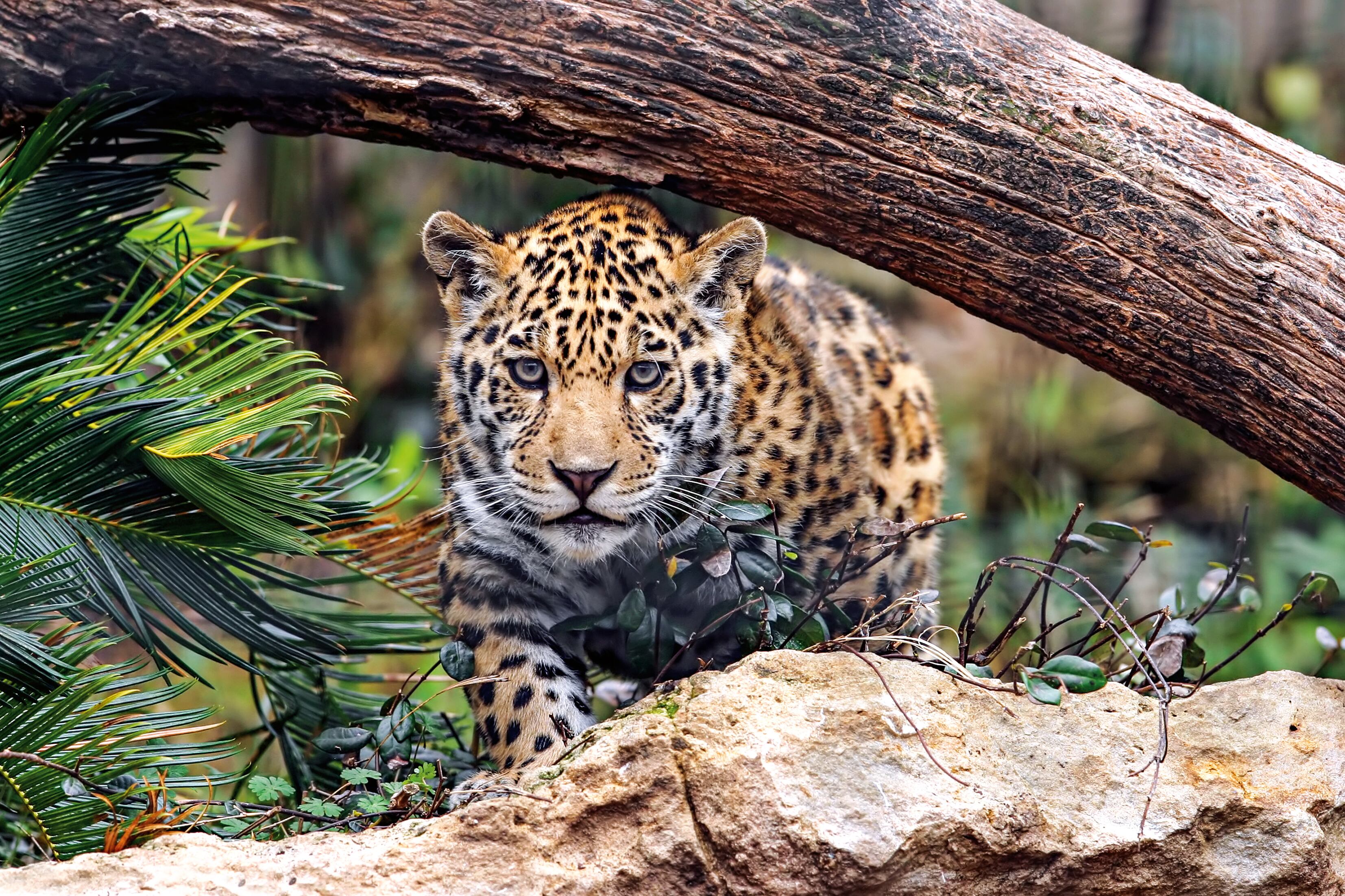 A través del programa Conexión Jaguar de ISA se preservaron más de 820 mil hectáreas de bosques.