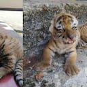 Los dos cachorros perdieron a su madre. Son cuidados a diario por los expertos del lugar. Fotos: Parque Temático Nápoles.