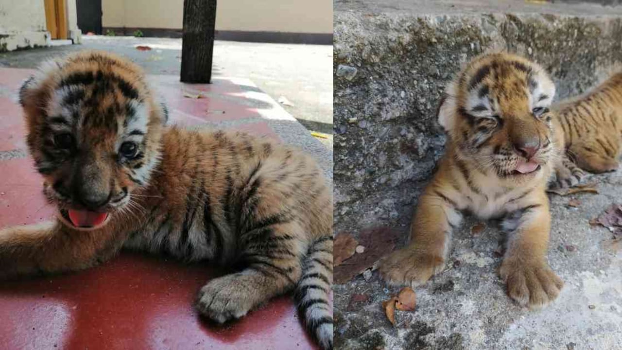 Los dos cachorros perdieron a su madre. Son cuidados a diario por los expertos del lugar. Fotos: Parque Temático Nápoles.