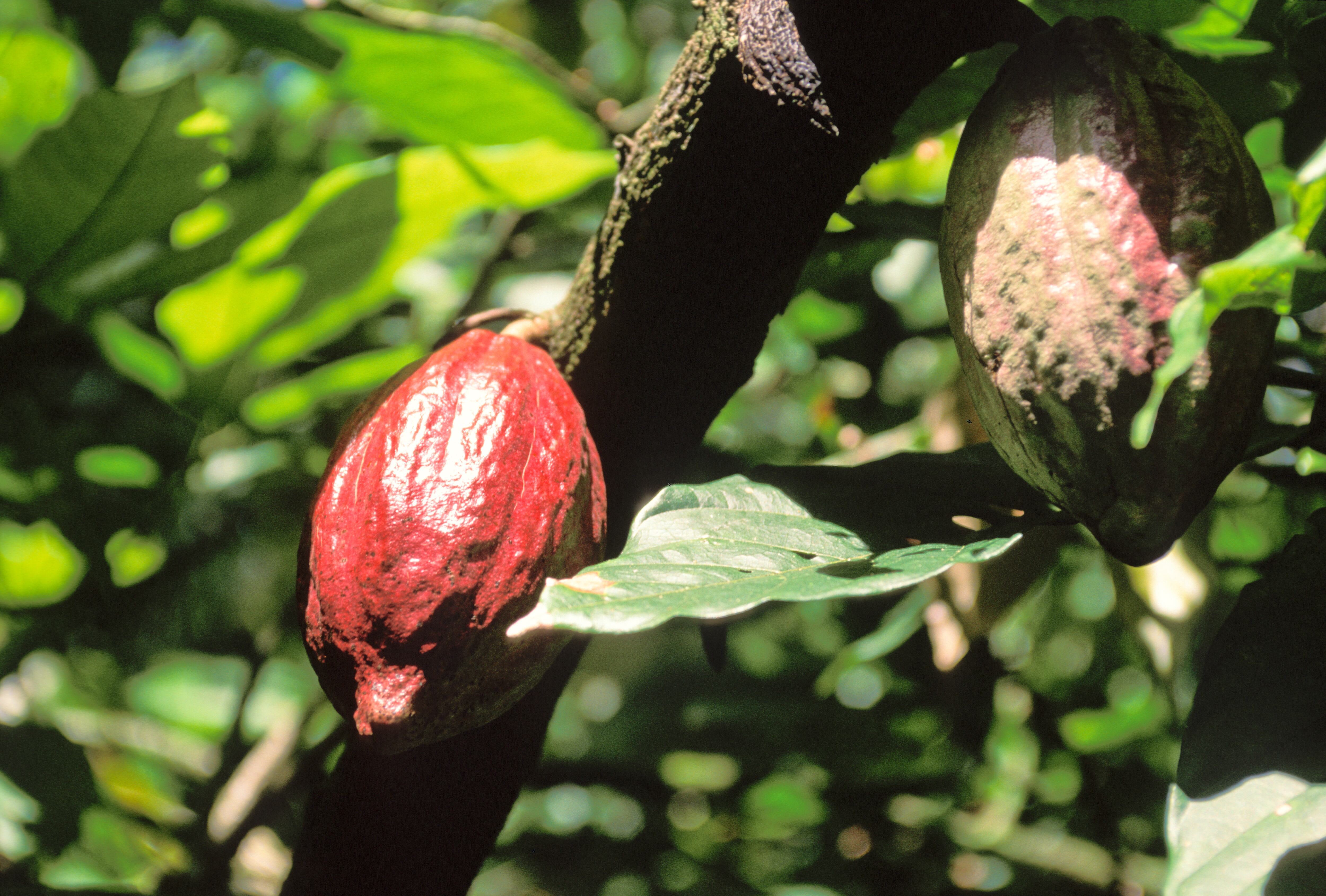 Cacao, el otro “oro negro” de Venezuela
