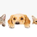 Fila de la parte superior de las cabezas de perros y gatos con las patas hacia arriba, asomando sobre un letrero blanco en blanco. Tamaño para banner web o portada de redes sociales