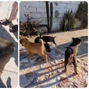 Rescate de una camada de perros.