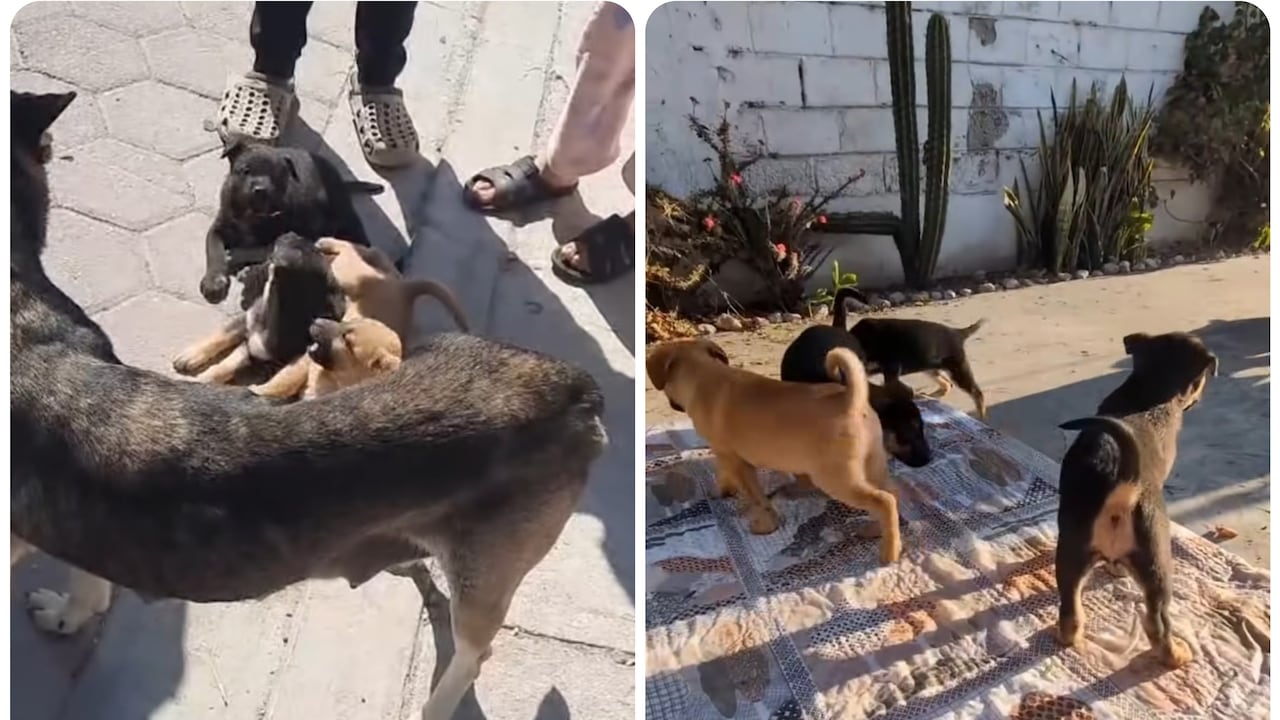 Rescate de una camada de perros.