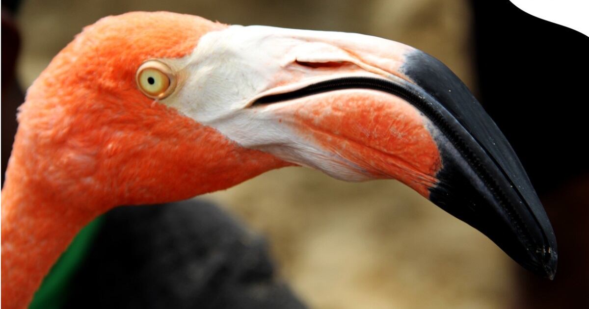 Flamenco rosado en La Guajira