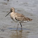 Aguja colinegra voló más de 12 mil kilómetros desde Alaska, Estados Unidos, hasta Nueva Zelanda (imagen de referencia).