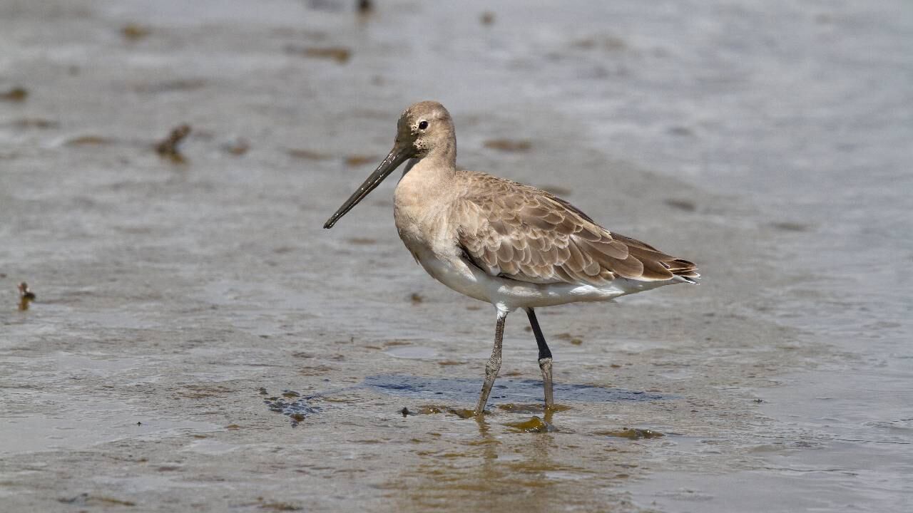 Aguja colinegra voló más de 12 mil kilómetros desde Alaska, Estados Unidos, hasta Nueva Zelanda (imagen de referencia).