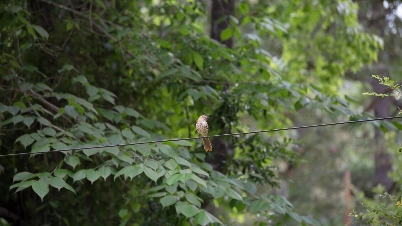 Avistamiento de aves