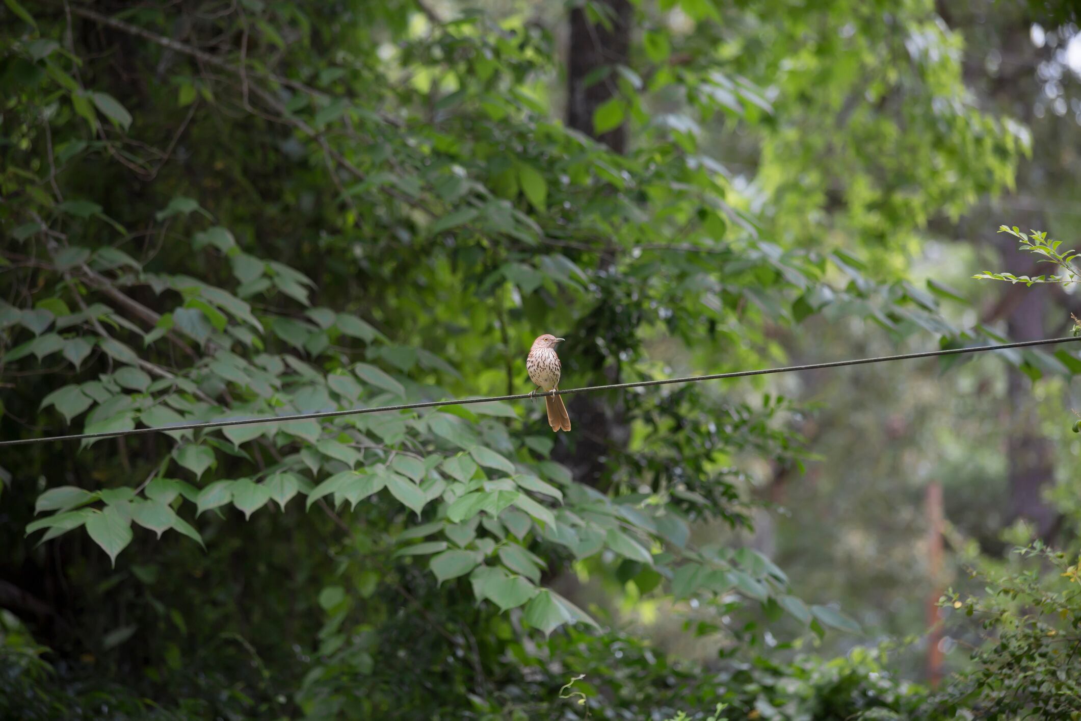 Avistamiento de aves