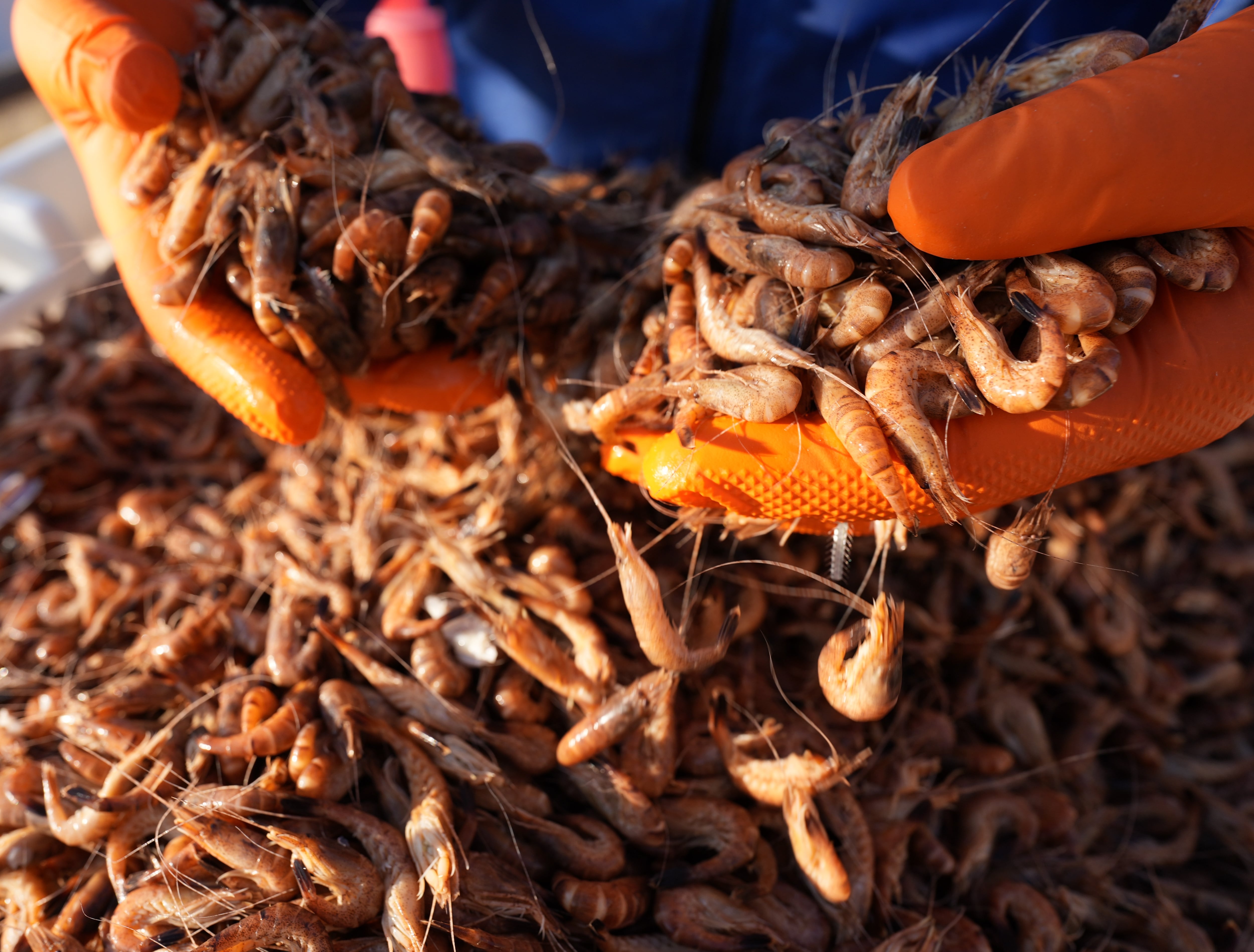 Camarones contaminados