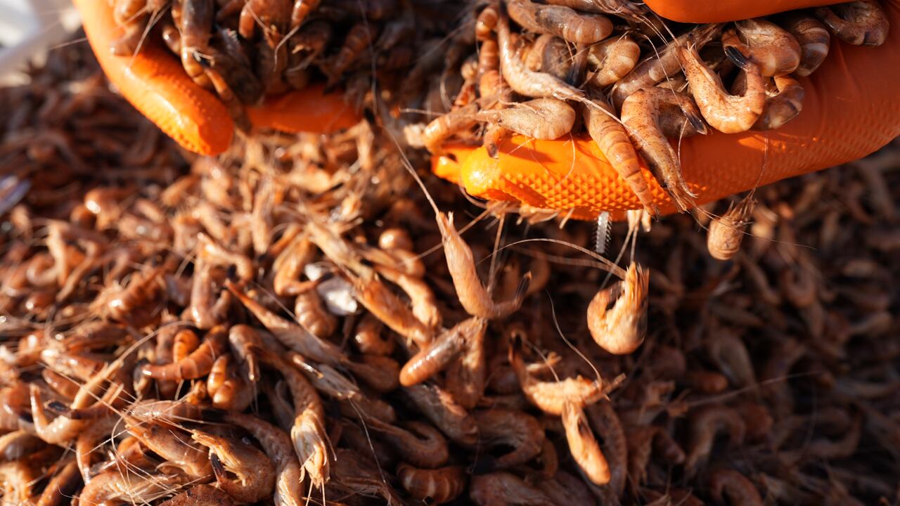 Camarones contaminados