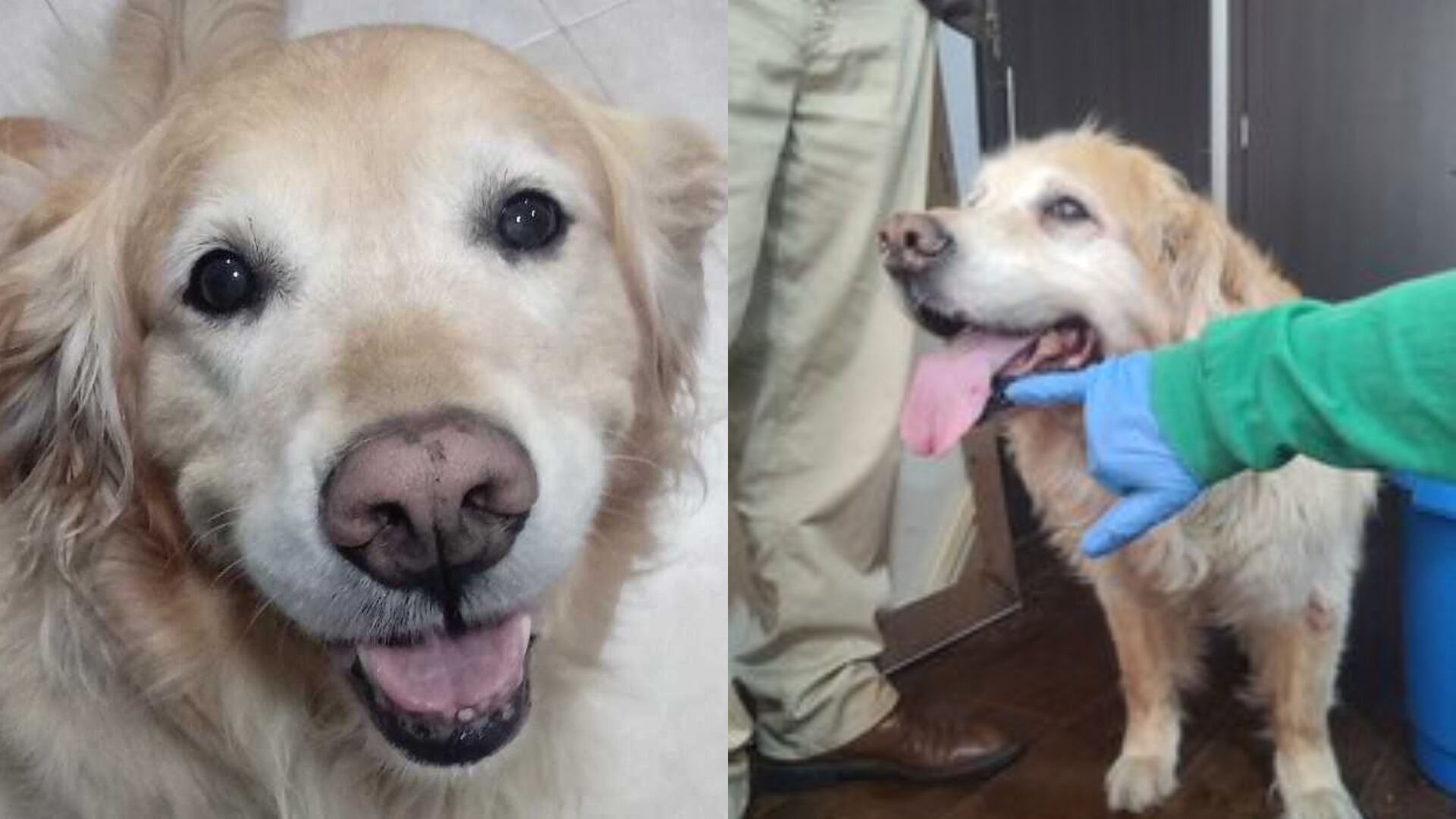 Samantha, la perrita que fue rescatada de las manos de su agresor en el sector de Cedritos.