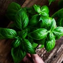 La albahaca se considera una planta sagrada con propiedades curativas y protectoras.