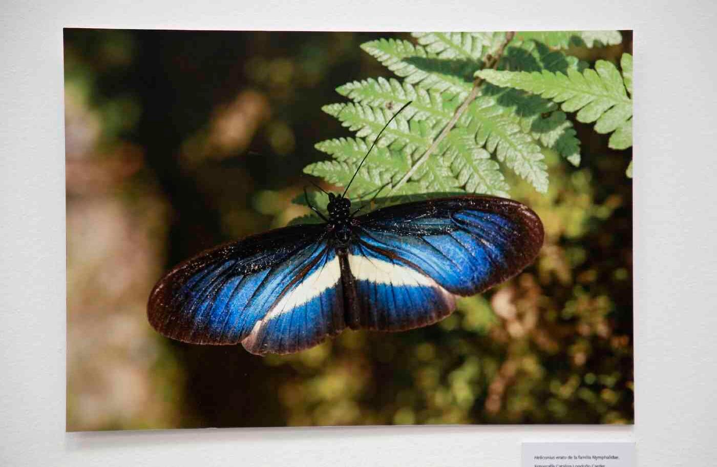Está compuesta por fotos, acuarelas, sellos y grabados sobre las mariposas, su metamorfosis y su representación a lo largo de la historia. La foto que está en la exposición es de Catalina Londoño Carter. 