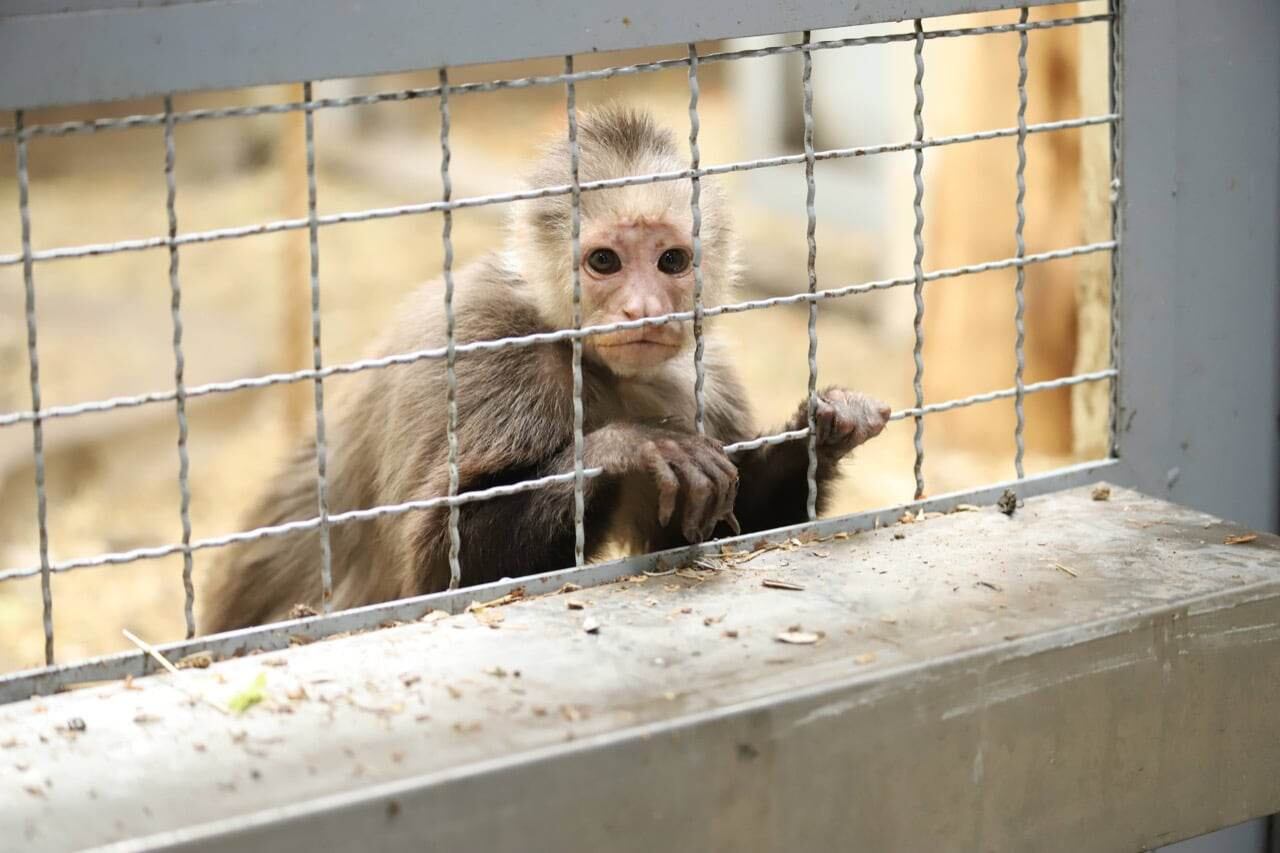Hay animales que llevan más de 20 años en cautiverio y no han sido posible ni liberarlos ni reubicarlos.