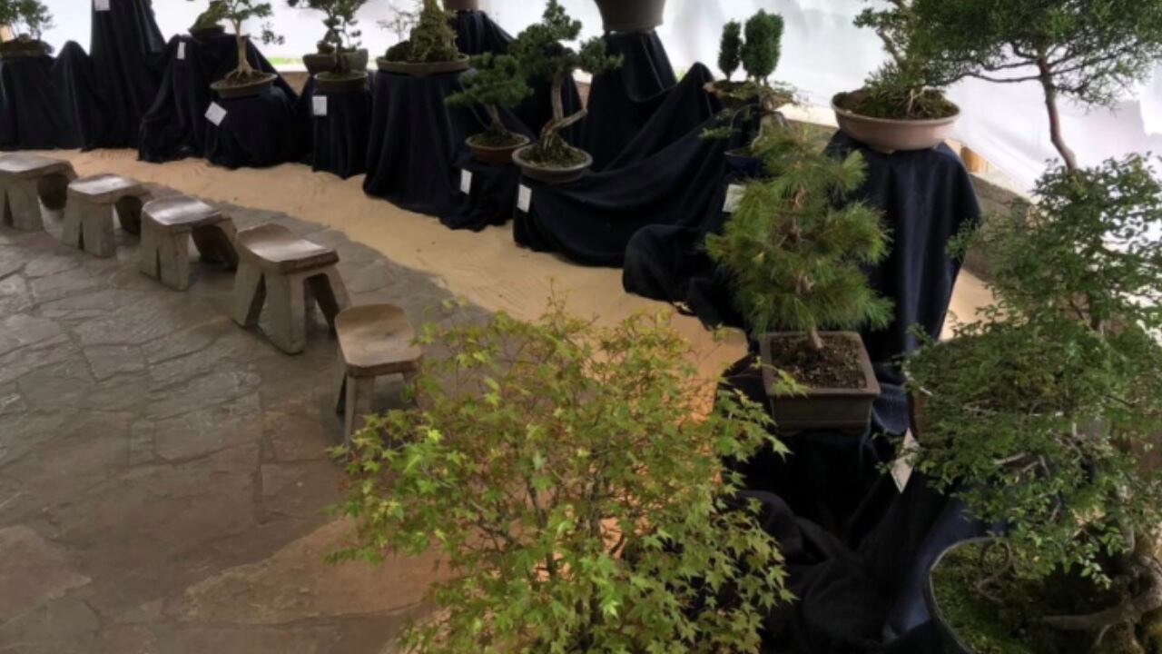 Habrá una exposición de Bonsáis en el Jardín Botánico de Bogotá