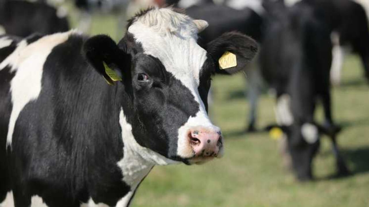 Solo la leche ha importado 30,9% más cantidad entre enero y septiembre.