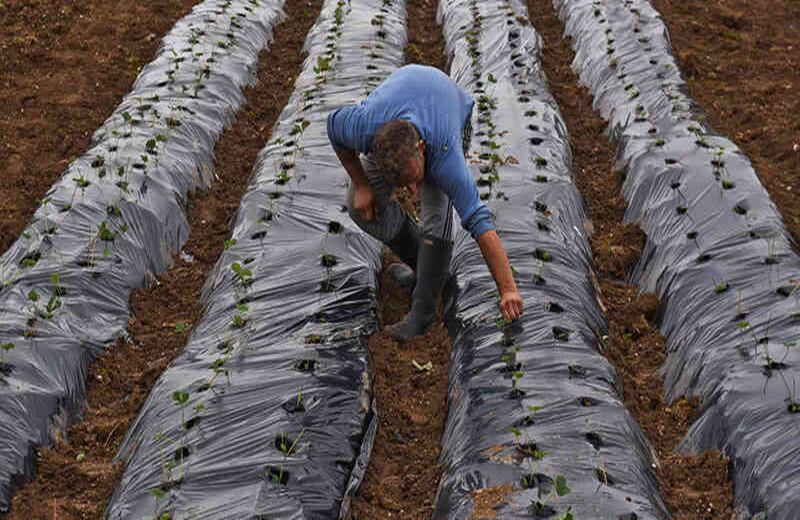 La siembra de fresa en Kosovo es la actividad de varios habitantes de la zona sur europea. Varios campesinos atienden a los cuidados de los cultivos.