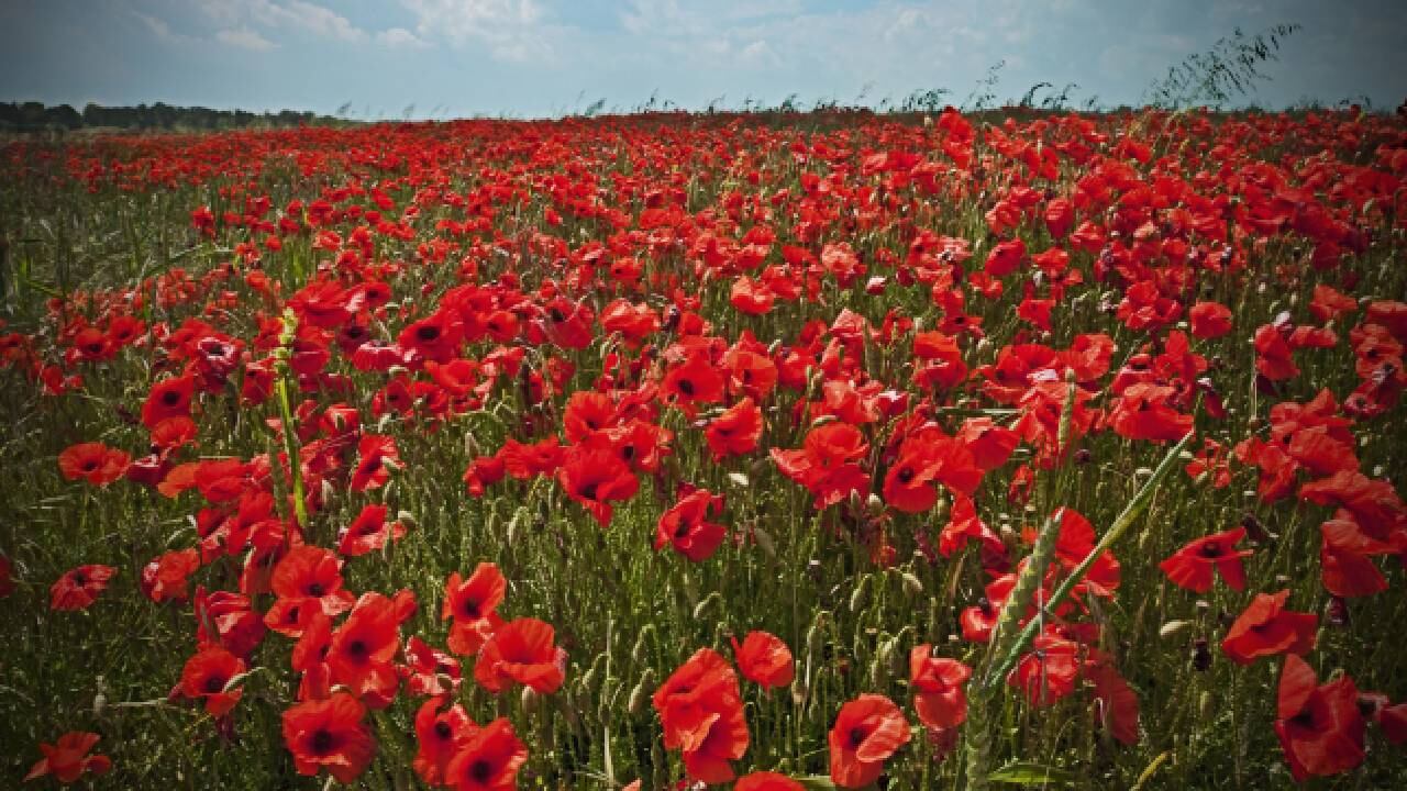Las aves llegaron al campo de amapola en febrero (imagen de referencia).