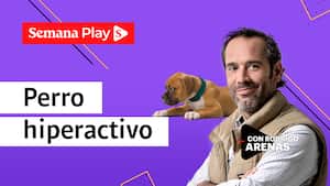 Perro hiperactivo. Rodrigo Arenas en EduCANdo Manadas