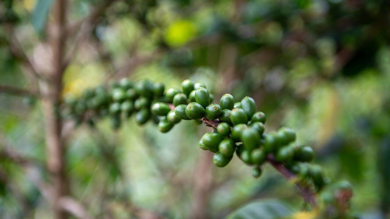 Domingo Torres asegura que es completamente viable hacer buena caficultura en Norte de Santander.