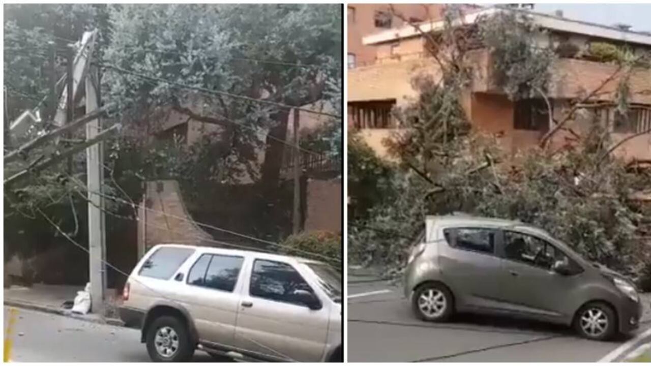 Un árbol colapsó en Rosales.