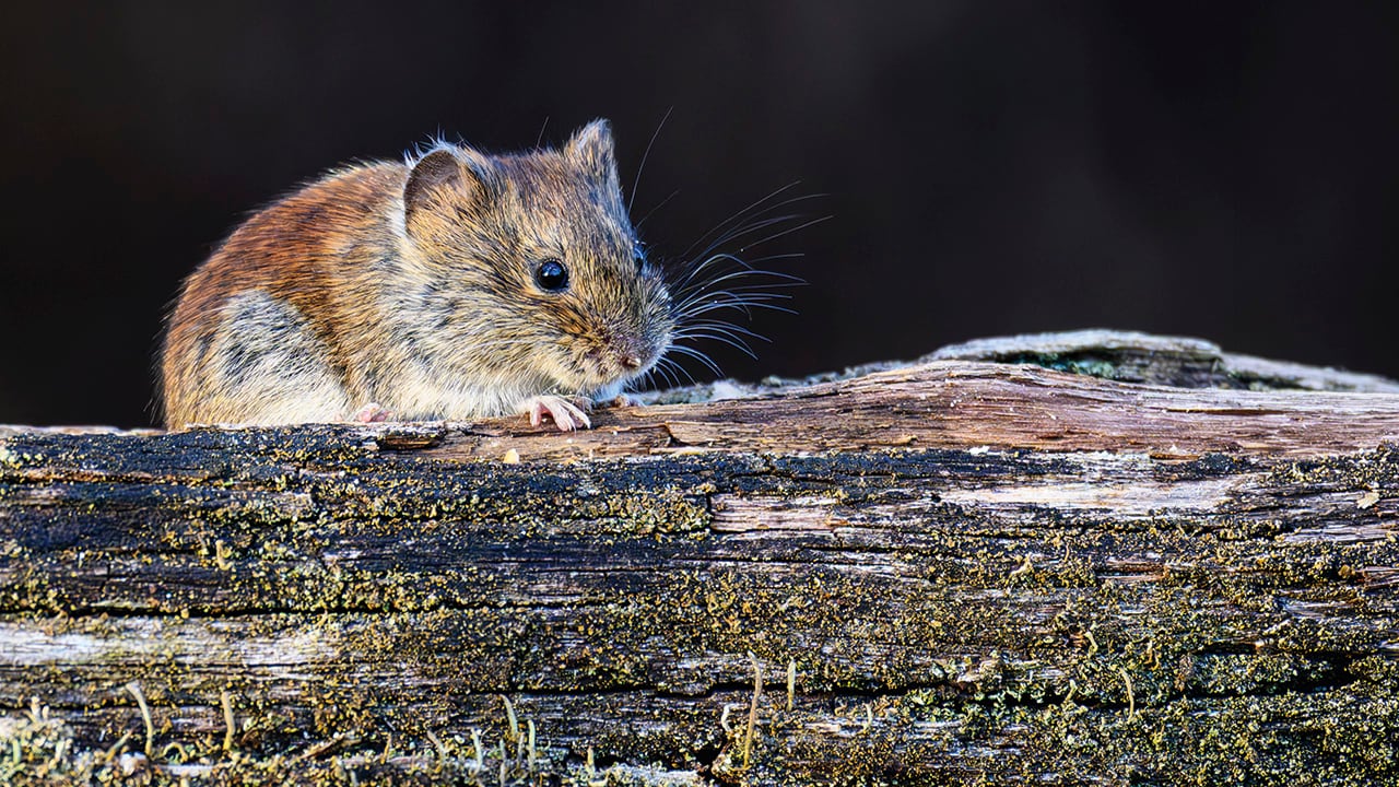 El hantavirus es una enfermedad transmitida principalmente por el contacto con roedores infectados y sus secreciones.