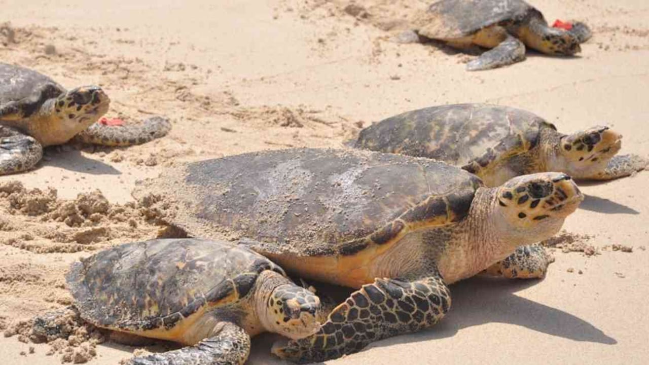Tortugas marinas caná, cabezona y carey llegaron a anidar en el Tayrona. Foto: PNN.