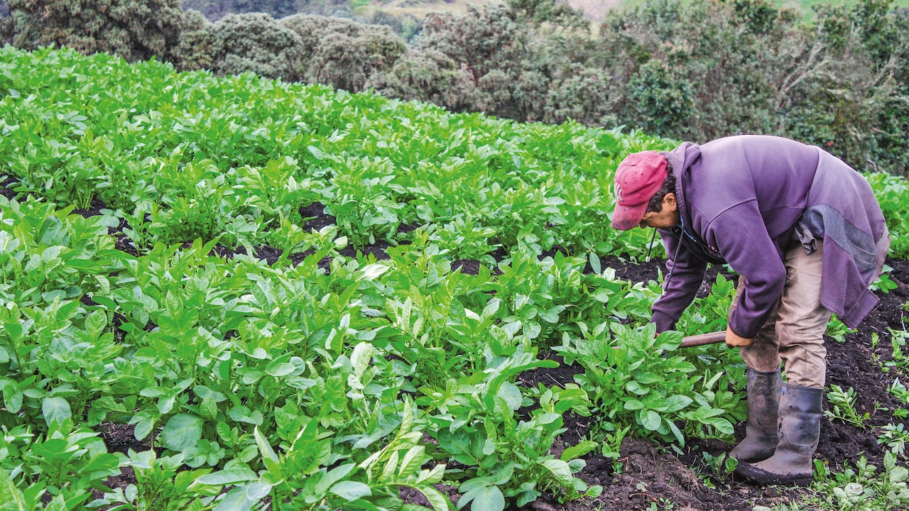 Bayer contribuye a la reactivación del sector en Colombia mediante la agricultura moderna y sostenible.