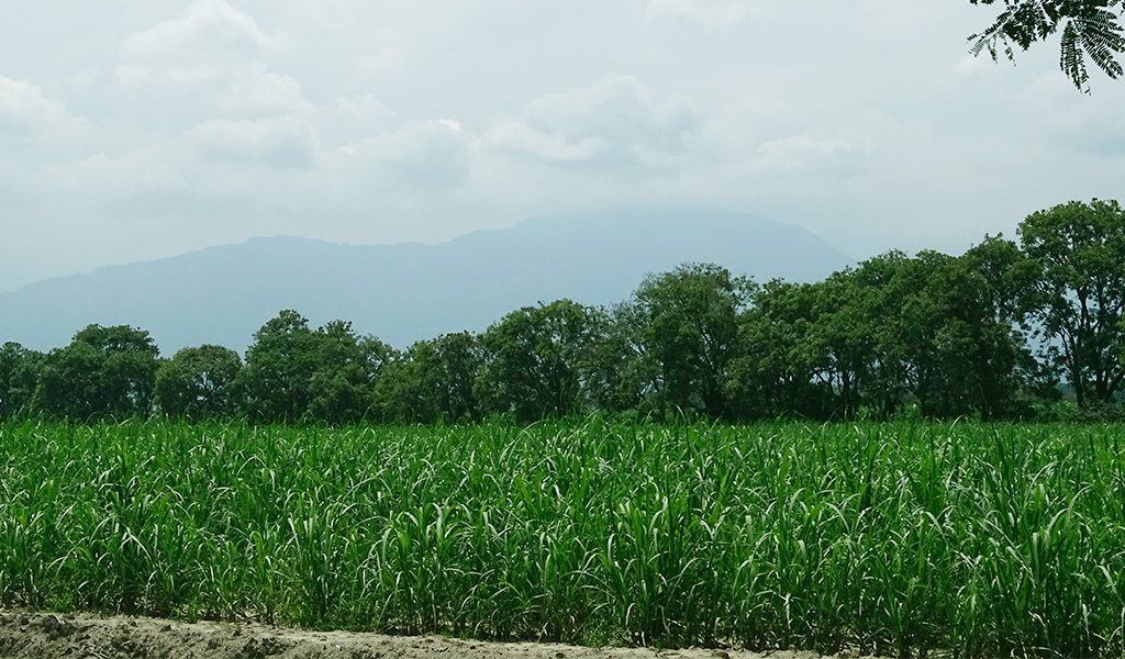 La caña se siembra tanto en el norte del Cauca como en el Valle.