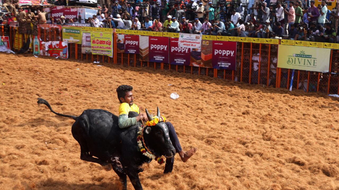 El Jallikattu, es una tradicional fiesta taurina en India.