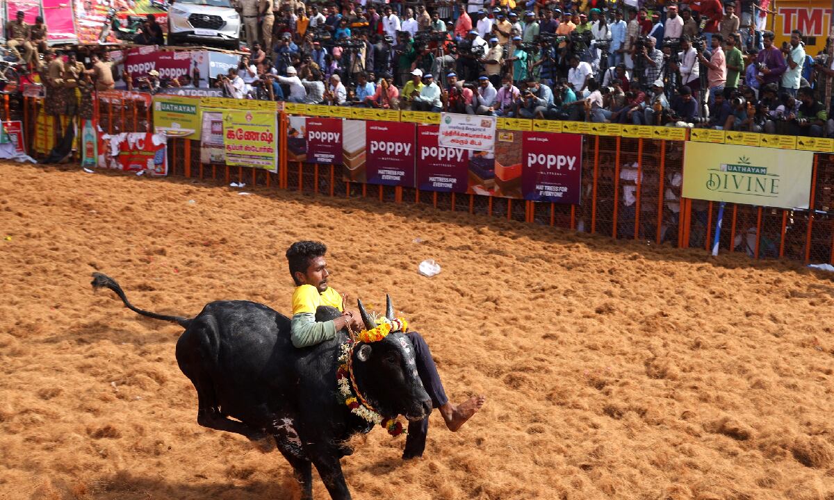 El Jallikattu, es una tradicional fiesta taurina en India.