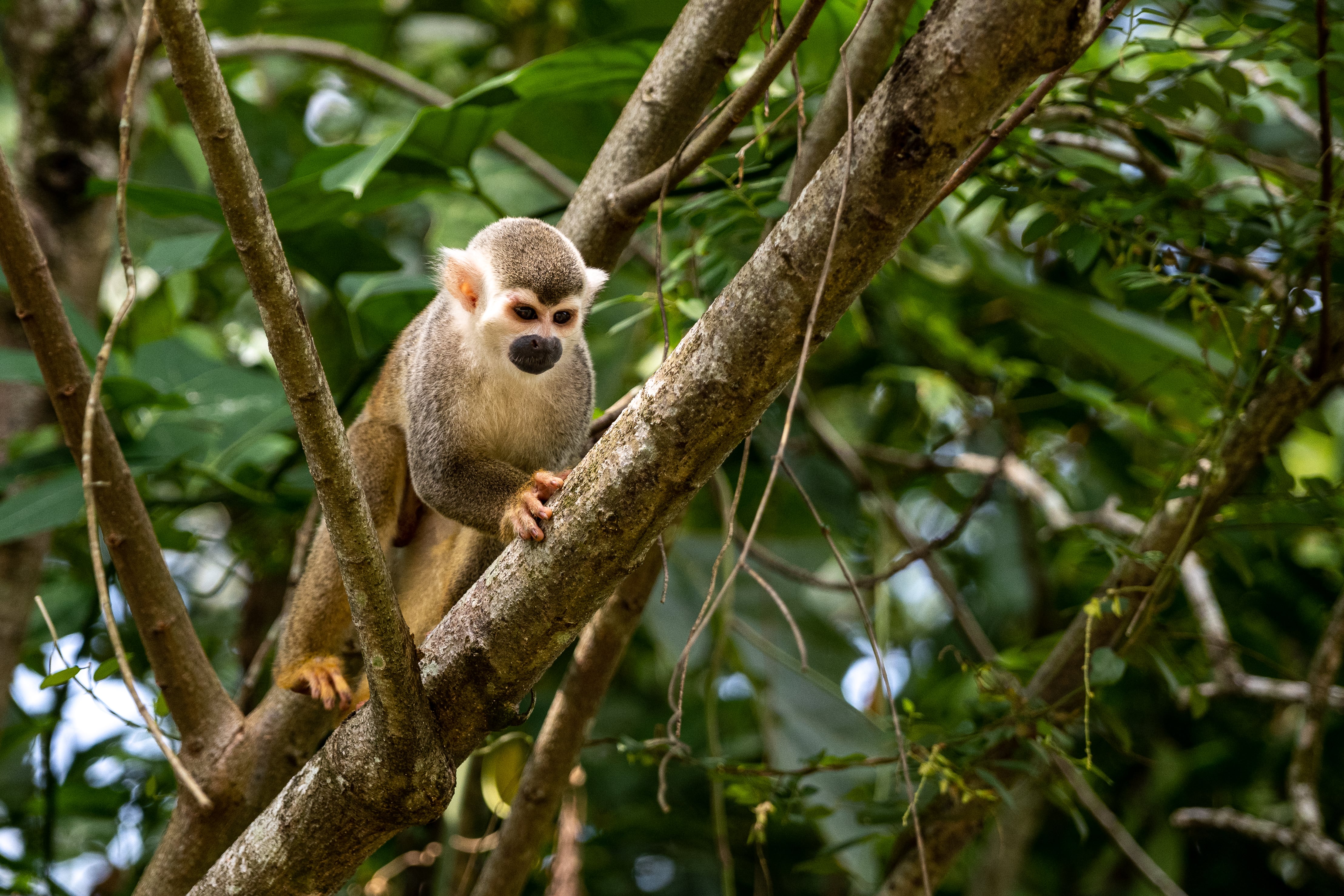 Mono Ardilla en paso fauna de Hacienda Rosablanca, en Villavicencio.