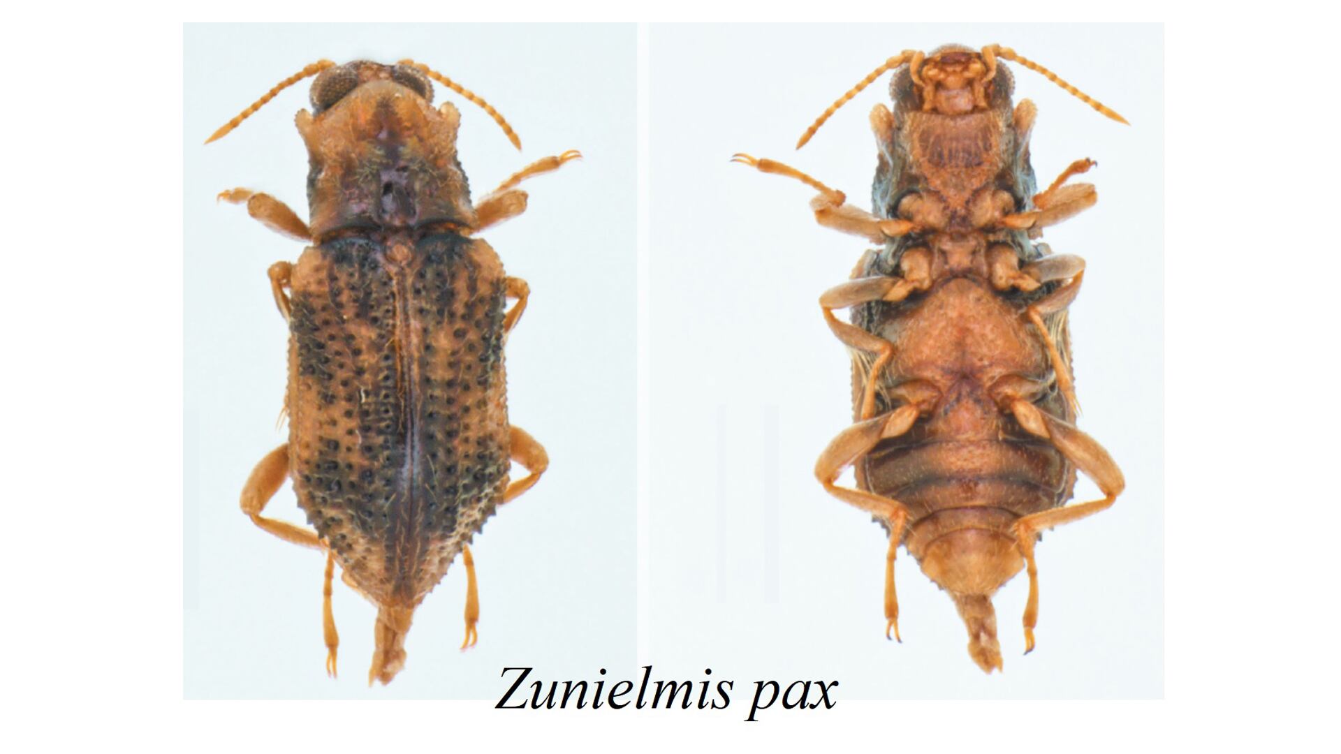 El descubrimiento del insecto acuático Zunielmis Pax contribuye a la investigación, la conservación de la biodiversidad y el avance de la ciencia en el país.